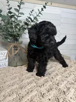 Blue, a male Cockapoo for sale in Monroe, NC – Photo 1 of 6
