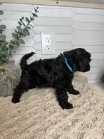 Blue, a male Cockapoo for sale in Monroe, NC – Photo 6 of 6