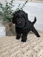 Blue, a male Cockapoo for sale in Monroe, NC – Photo 4 of 6