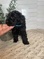 Blue, a male Cockapoo for sale in Monroe, NC – Photo 5 of 6