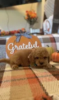 Blue , a male Cockapoo for sale in Monroe, NC – 3 of 9
