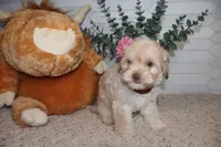 Burgundy, a female Cockapoo for sale in Monroe, NC – Photo 3 of 8