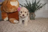 Burgundy, a female Cockapoo for sale in Monroe, NC – Photo 5 of 8