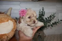 Burgundy, a female Cockapoo for sale in Monroe, NC – Photo 2 of 8