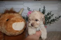 Burgundy, a female Cockapoo for sale in Monroe, NC – Photo 1 of 8