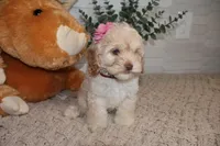 Burgundy, a female Cockapoo for sale in Monroe, NC – Photo 4 of 8