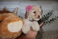 Burgundy, a female Cockapoo for sale in Monroe, NC – Photo 6 of 8