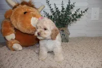 Burgundy, a female Cockapoo for sale in Monroe, NC – Photo 7 of 8