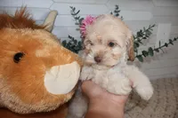 Burgundy, a female Cockapoo for sale in Monroe, NC – Photo 8 of 8