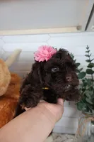 Yellow , a female Cockapoo for sale in Monroe, NC – Photo 2 of 8