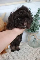 Yellow , a female Cockapoo for sale in Monroe, NC – Photo 4 of 8