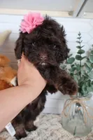 Yellow , a female Cockapoo for sale in Monroe, NC – Photo 6 of 8