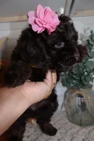 Yellow , a female Cockapoo for sale in Monroe, NC – Photo 8 of 8