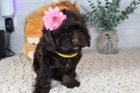 Yellow , a female Cockapoo for sale in Monroe, NC – Photo 1 of 8