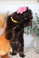 Yellow , a female Cockapoo for sale in Monroe, NC – Photo 5 of 8