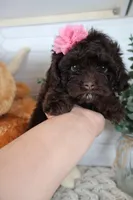 Yellow , a female Cockapoo for sale in Monroe, NC – Photo 3 of 8