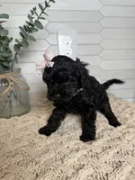 Gray, a female Cockapoo for sale in Monroe, NC – Photo 5 of 8