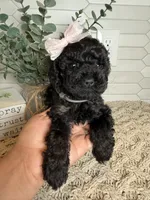 Gray, a female Cockapoo for sale in Monroe, NC – Photo 3 of 8