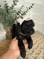 Gray, a female Cockapoo for sale in Monroe, NC – Photo 2 of 8