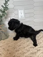 Gray, a female Cockapoo for sale in Monroe, NC – Photo 8 of 8