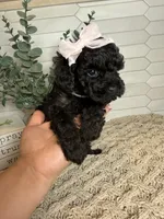 Gray, a female Cockapoo for sale in Monroe, NC – Photo 1 of 8
