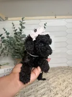 Gray, a female Cockapoo for sale in Monroe, NC – Photo 4 of 8