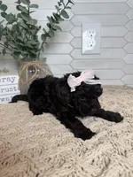 Gray, a female Cockapoo for sale in Monroe, NC – Photo 6 of 8