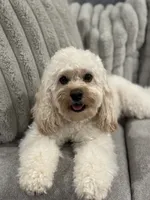 Blue , a male Cockapoo for sale in Monroe, NC – 8 of 9