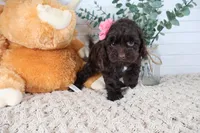 Tan , a female Cockapoo for sale in Monroe, NC – Photo 9 of 9