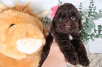 Tan , a female Cockapoo for sale in Monroe, NC – Photo 6 of 9