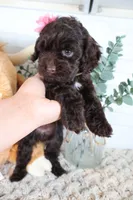 Tan , a female Cockapoo for sale in Monroe, NC – Photo 2 of 9