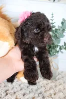 Tan , a female Cockapoo for sale in Monroe, NC – Photo 4 of 9