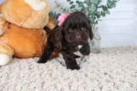 Tan , a female Cockapoo for sale in Monroe, NC – Photo 1 of 9