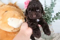Tan , a female Cockapoo for sale in Monroe, NC – Photo 5 of 9