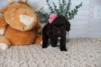 Tan , a female Cockapoo for sale in Monroe, NC – Photo 8 of 9