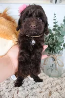 Tan , a female Cockapoo for sale in Monroe, NC – Photo 7 of 9