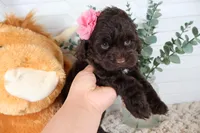 Tan , a female Cockapoo for sale in Monroe, NC – Photo 3 of 9