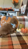 Blue , a male Cockapoo for sale in Monroe, NC – 2 of 9