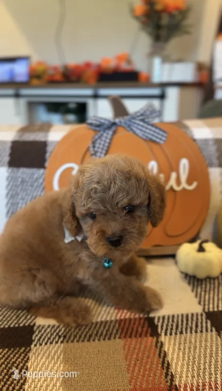 Blue  – Cockapoo puppy for sale in Monroe, NC