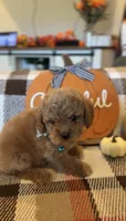 Blue , a male Cockapoo for sale in Monroe, NC – 1 of 9