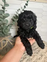 Green, a male Cockapoo for sale in Monroe, NC – Photo 2 of 7