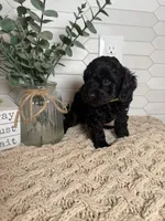 Green, a male Cockapoo for sale in Monroe, NC – Photo 7 of 7