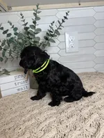 Green, a male Cockapoo for sale in Monroe, NC – Photo 6 of 7