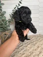 Green, a male Cockapoo for sale in Monroe, NC – Photo 5 of 7