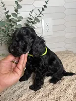 Green, a male Cockapoo for sale in Monroe, NC – Photo 4 of 7