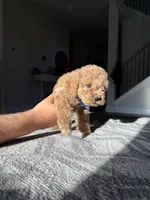 Blue , a male Cockapoo for sale in Monroe, NC – 5 of 9
