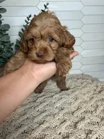 Black , a male Cockapoo for sale in Monroe, NC – Photo 2 of 8