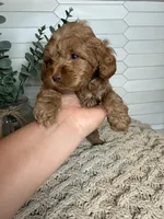 Black , a male Cockapoo for sale in Monroe, NC – Photo 1 of 8