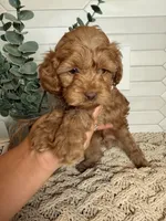 Black , a male Cockapoo for sale in Monroe, NC – Photo 3 of 8