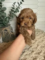 Black , a male Cockapoo for sale in Monroe, NC – Photo 4 of 8